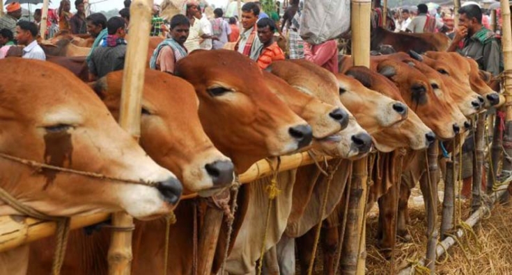 ঢাকার যেসব স্থানে বসবে কুরবানির পশুর হাট