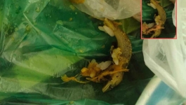 খুবির ক্যাফেটেরিয়ার খাবারে টিকটিকি পাওয়ার অভিযোগ, তদন্তের নির্দেশ