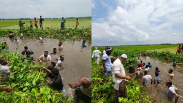জলাবদ্ধতা নিরসনে পানিতে নেমে খালের কচুরিপানা পরিষ্কার করলেন এমপি