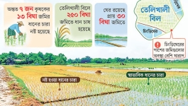 সাতক্ষীরায় ঘেরের নোনাপানিতে নষ্ট হচ্ছে খেতের ধানের চারা