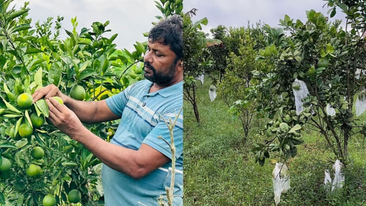 ইউটিউব দেখে ফলের বাগান, প্রথম বছরেই ২২ লাখ টাকার বিক্রি