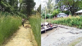 বন্যা-ভাঙন ঠেকাতে ‘জাদুর ঘাস’ ব্যবহারের পরিকল্পনা সরকারের