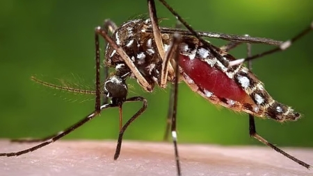 ডেঙ্গুতে এক দিনে রেকর্ড সংক্রমণ, মৃত্যু ৮