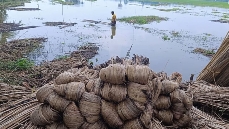 পাটের আঁশে লাভের আশা, ভালো ফলনে খুশি সাতক্ষীরার কৃষকেরা
