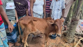 বিএনপি নেতার গোয়াল থেকে চুরি হওয়া গরু উদ্ধার, শোকজ