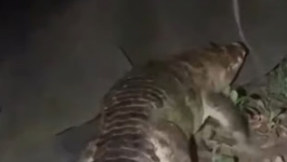 নারায়ণগঞ্জে লোকালয়ে কুমির, কীভাবে এল জানেন না কেউ