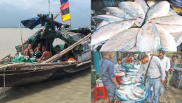সাগরে মাছ ধরার নৌযান বাড়ছে, কমছে ইলিশের আহরণ