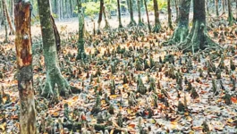 সুন্দরীর জায়গা দখল করছে কাঁকড়াগাছ, সুন্দরবনে কেন বদলাচ্ছে গাছের বিন্যাস