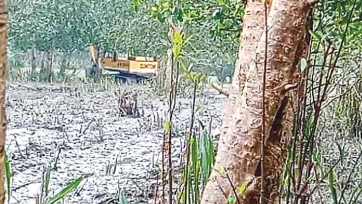 পটুয়াখালীতে বনের গাছ কেটে জমি দখলের অভিযোগ, বন বিভাগের জিডি